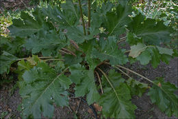 Image of Bear's Breeches