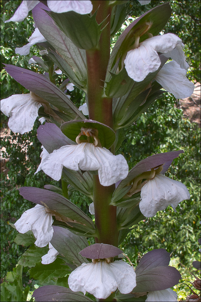 Image de Acanthe à feuilles molles