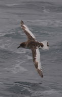Image of Antarctic Petrel
