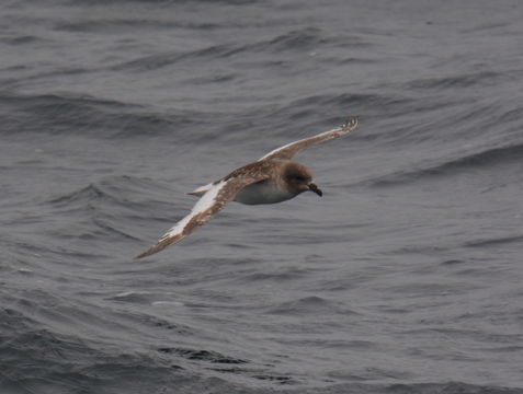 Image of Antarctic Petrel