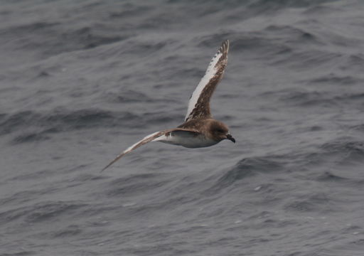 Image of Antarctic Petrel