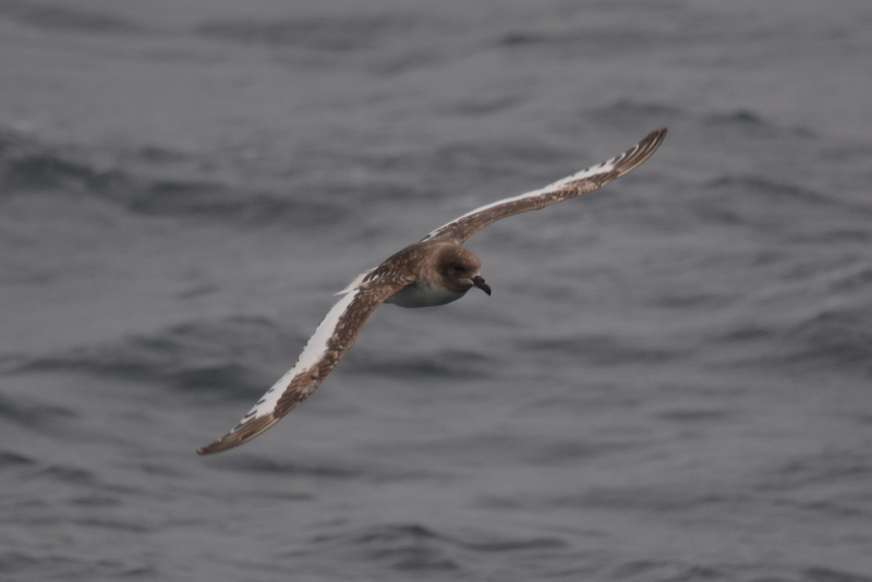 Image of Antarctic Petrel