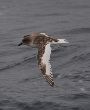 Image of Antarctic Petrel