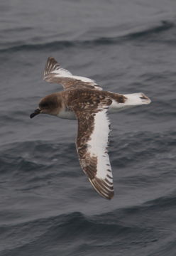 Image of Antarctic Petrel