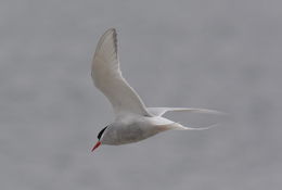 Image of Antarctic Tern