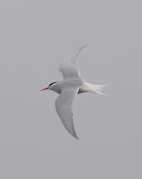 Image of Antarctic Tern