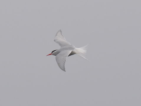 Image of Antarctic Tern