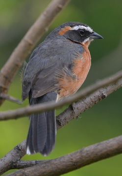 Image of Black-and-rufous Warbling Finch