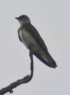 Image of Brown-chested Martin