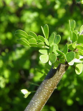 Plancia ëd Ebenopsis confinis (Standl.) Barneby & J. W. Grimes