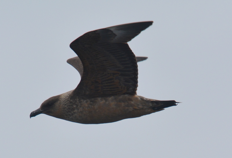 Image of Chilean Skua