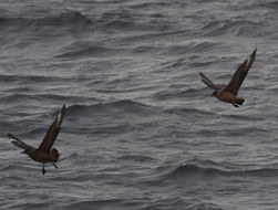 Image of Chilean Skua