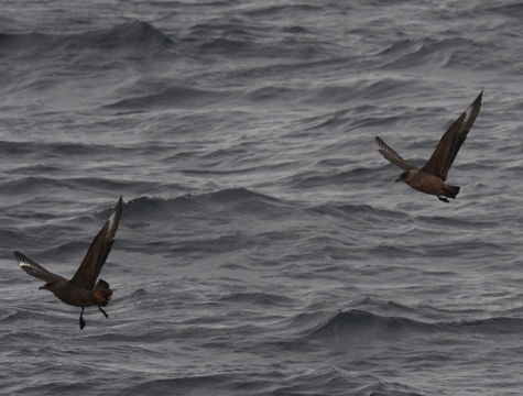 صورة Stercorarius chilensis Bonaparte 1857