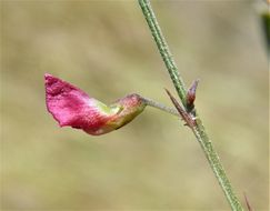Image of red hoarypea