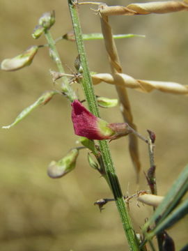 Image of red hoarypea