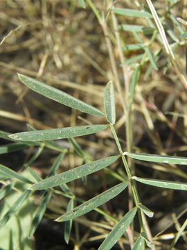 Image of red hoarypea