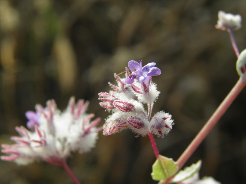 Image of <i>Hyptis decipiens</i>