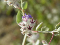 Image of <i>Hyptis decipiens</i>