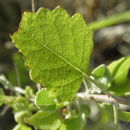 Image of <i>Hyptis decipiens</i>