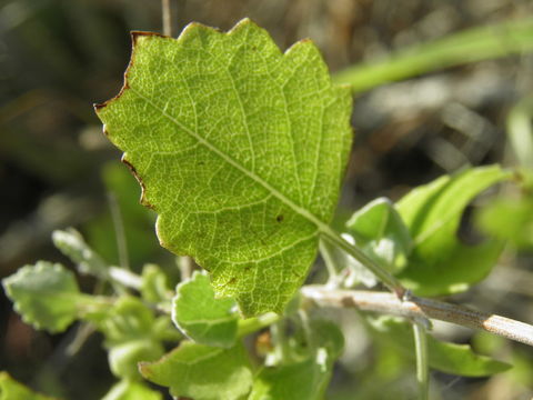 Image of <i>Hyptis decipiens</i>