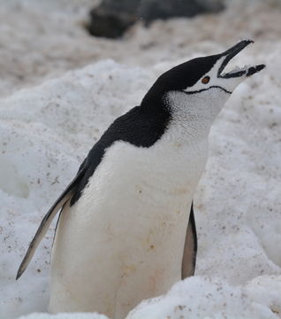 Plancia ëd Pygoscelis antarcticus (Forster & JR 1781)