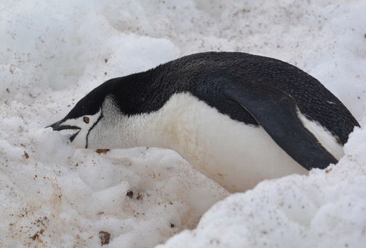 Plancia ëd Pygoscelis antarcticus (Forster & JR 1781)