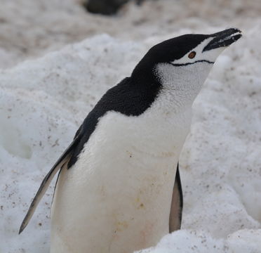 Plancia ëd Pygoscelis antarcticus (Forster & JR 1781)