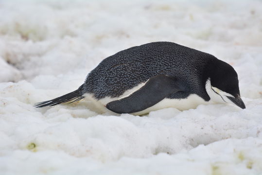 Plancia ëd Pygoscelis antarcticus (Forster & JR 1781)