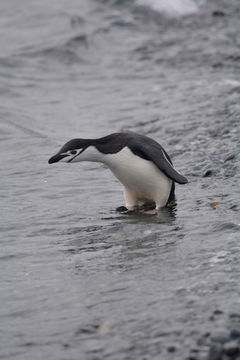 Sakallı penguen resmi