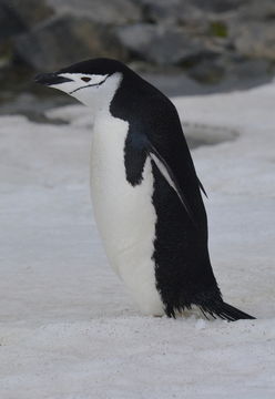 Plancia ëd Pygoscelis antarcticus (Forster & JR 1781)