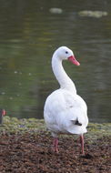 Image of Coscoroba Swan