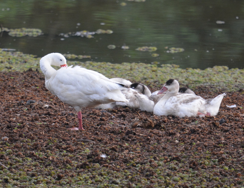 Image of Coscoroba Swan