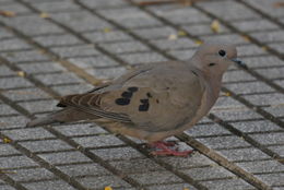 Image of Eared Dove