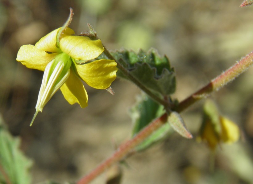 Image of Hermannia palmeri Rose