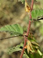 Image of Hermannia palmeri Rose