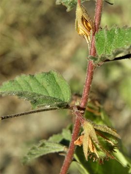 Plancia ëd Hermannia palmeri Rose