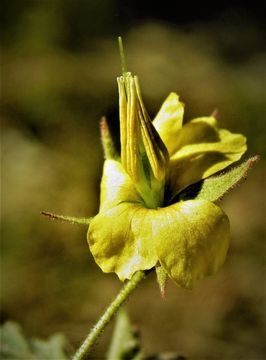 Image of Hermannia palmeri Rose