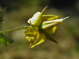 Image of Hermannia palmeri Rose