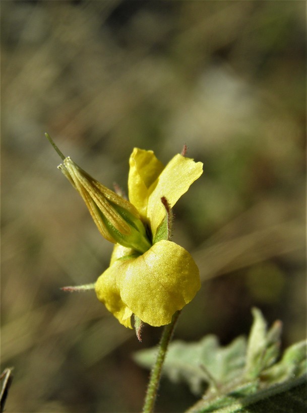 Image of Hermannia palmeri Rose