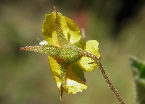 Image of Hermannia palmeri Rose