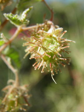 Image of Hermannia palmeri Rose