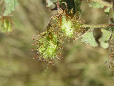 Image of Hermannia palmeri Rose