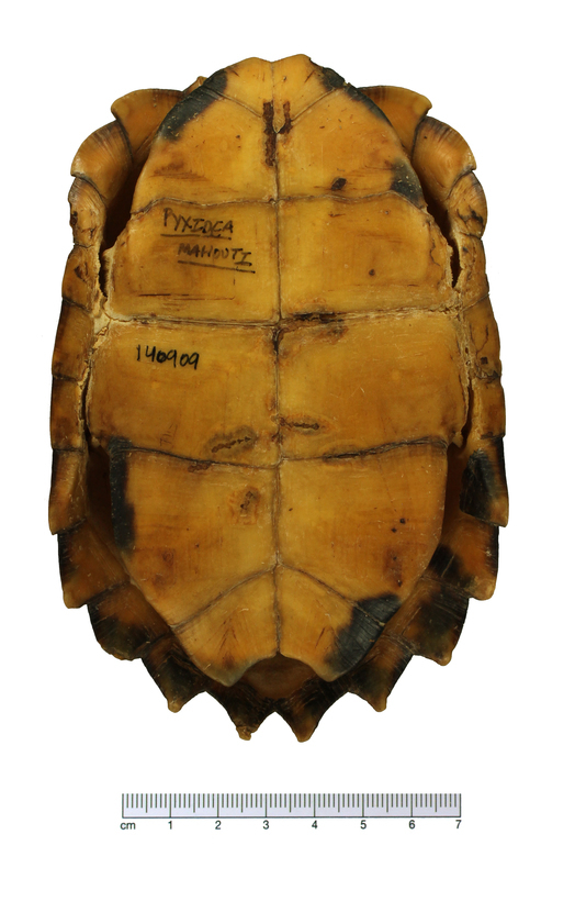 Image of Keeled box turtle