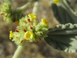 Imagem de Waltheria indica L.