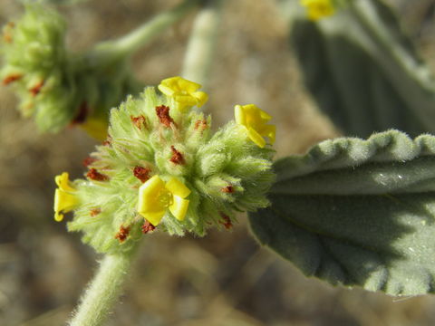 Imagem de Waltheria indica L.