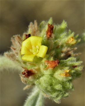 Imagem de Waltheria indica L.