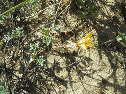 Imagem de Oenothera drummondii subsp. thalassaphila (Brandegee) W. Dietrich & W. L. Wagner