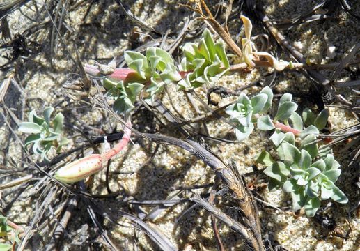 Imagem de Oenothera drummondii subsp. thalassaphila (Brandegee) W. Dietrich & W. L. Wagner