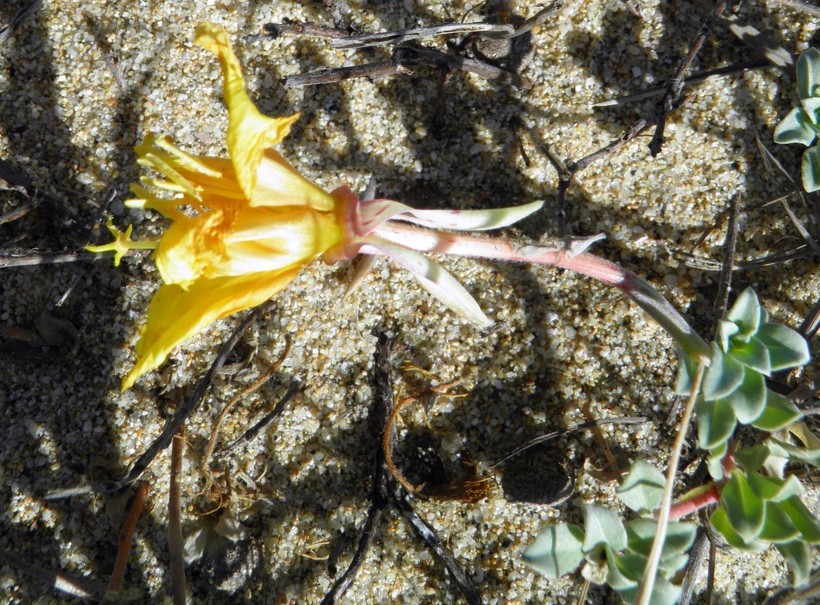 Imagem de Oenothera drummondii subsp. thalassaphila (Brandegee) W. Dietrich & W. L. Wagner