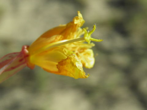 Imagem de Oenothera drummondii subsp. thalassaphila (Brandegee) W. Dietrich & W. L. Wagner